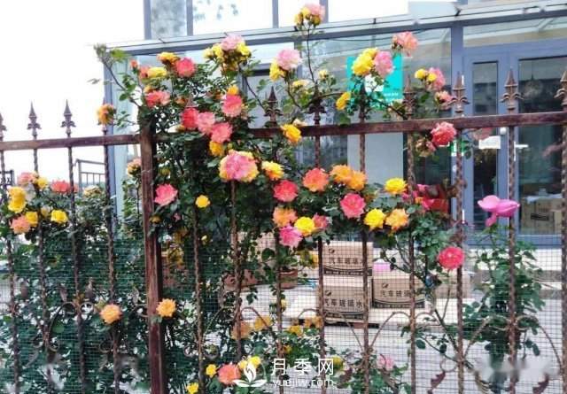 月季在房地产小区绿化中的运用展示(图1) 月季在房地产小区绿化中的运用展示(图1)