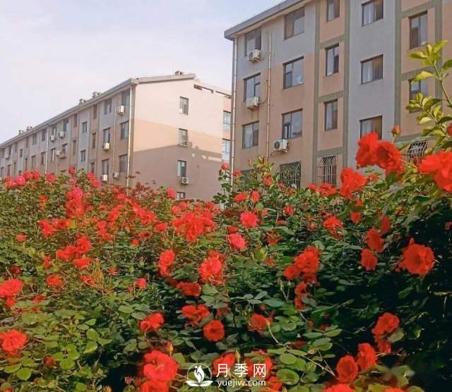 月季在房地产小区绿化中的运用展示(图3) 月季在房地产小区绿化中的运用展示(图3)