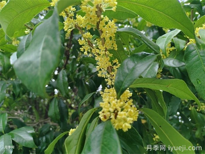 桂花常见病虫害防治(图1) 桂花常见病虫害防治(图1)