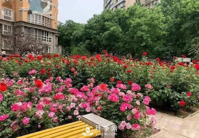 月季在房地产小区绿化中的运用展示(图4) 月季在房地产小区绿化中的运用展示(图4)