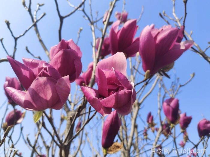 八种旺宅的庭院树木(图1) 八种旺宅的庭院树木(图1)