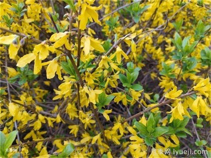 金钟花与连翘的区别(图1)