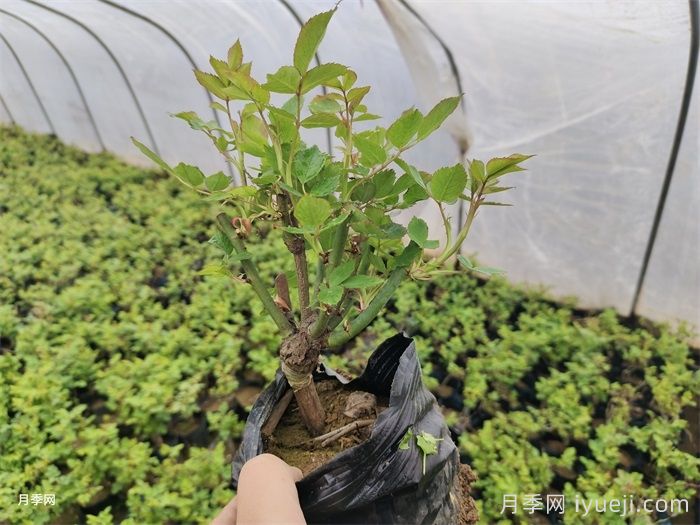 春天新栽的苗木养护措施阐述(图1) 春天新栽的苗木养护措施阐述(图1)