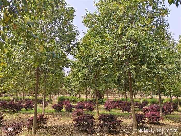 女贞的栽培技术及应用(图1)