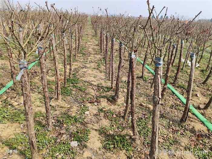 冬季园林养护管理的重要工作，需要作什么？(图1)