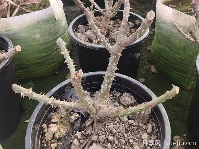 新栽的苗木怎么越冬?(图1) 新栽的苗木怎么越冬?(图1)