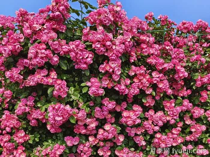 25种常见爬藤植物，花开便成瀑布(图1)