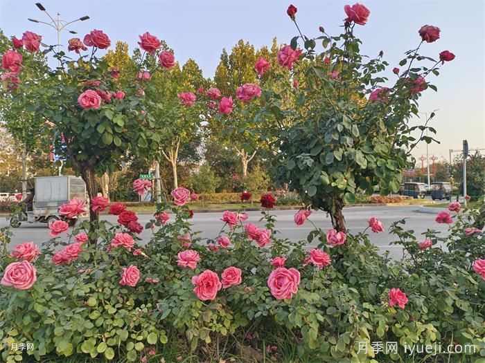 搭配干道绿化带中的乔灌木以达到最佳的景观效果(图2)