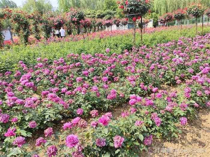 超全园林地被植物应用，地被分类和全年养活干货(图2)