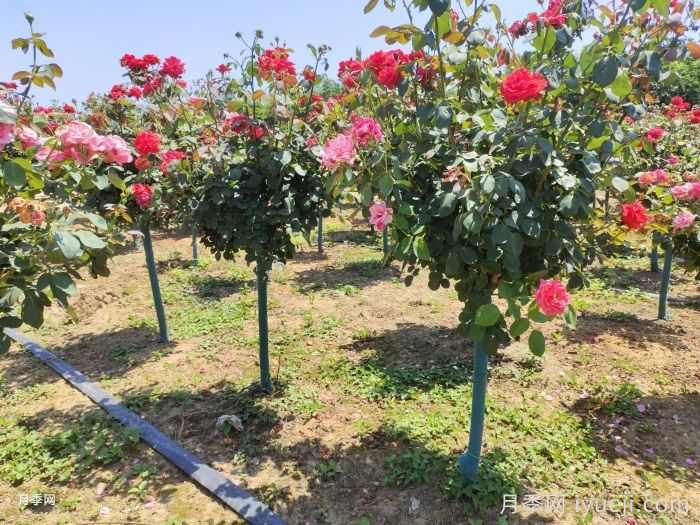 精品树卖价高，什么样的树才算精品树形呢？(图1)