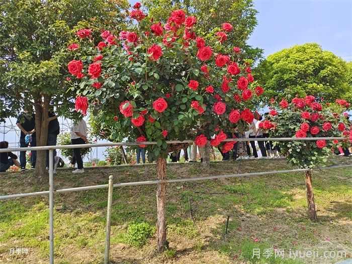 园林绿化工程施工五大细节(图1)