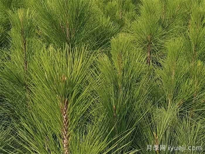 湿地松的特点和园林用途(图1)