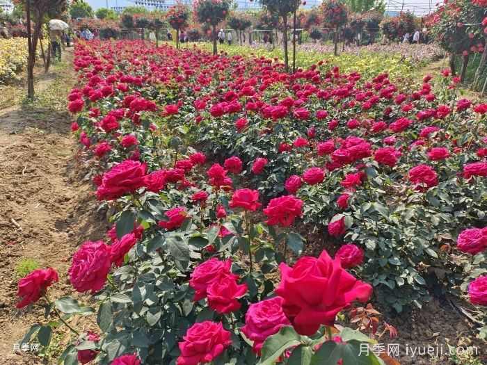 雄安新区绿化苗木市场需求分析(图1)