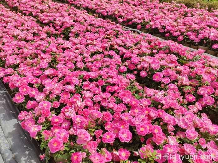 园林绿化中的地被植物有那些？(图1)