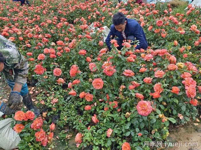 园林绿化中的地被植物有那些？(图2)