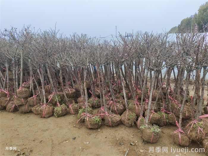 苗木冬贮全攻略，知道怎么做吗？(图1)