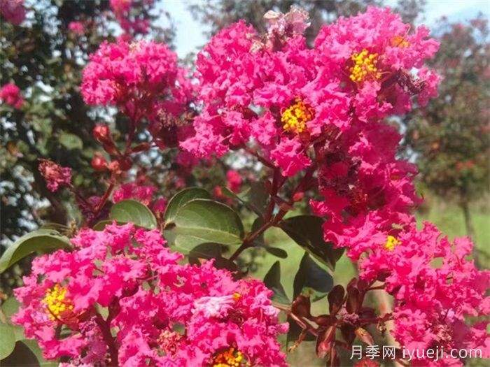 紫薇的园林用途和3公分价格(图1)