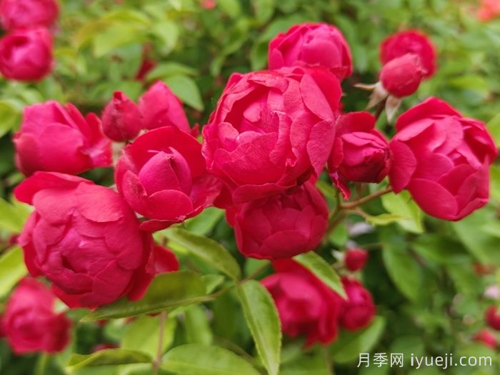 25种常见爬藤植物，花开便成瀑布(图2)