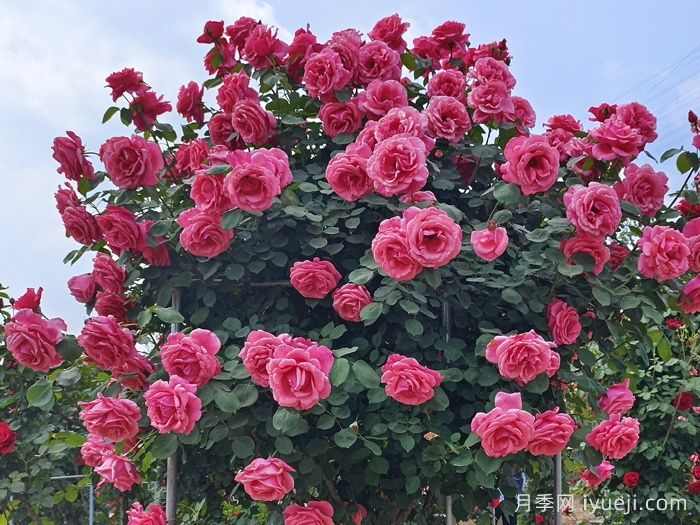 园林植物四季养护技术规范(图1)