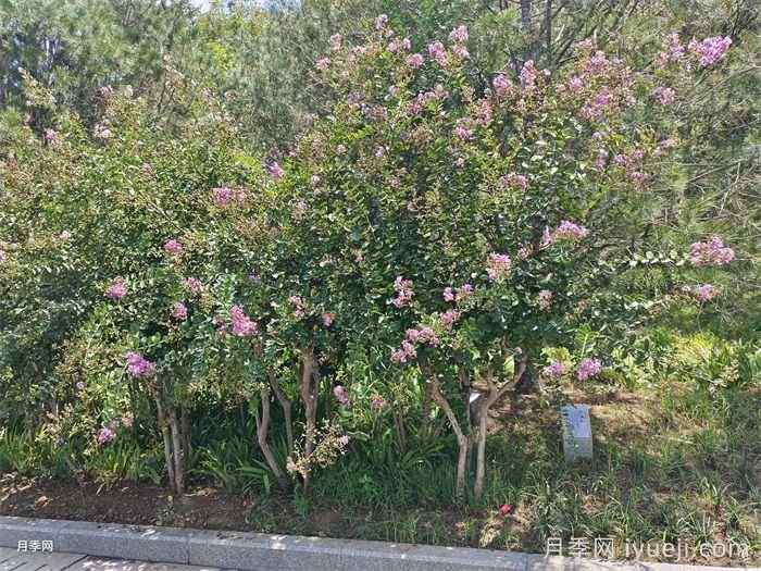 紫薇的园林用途和3公分价格(图2)