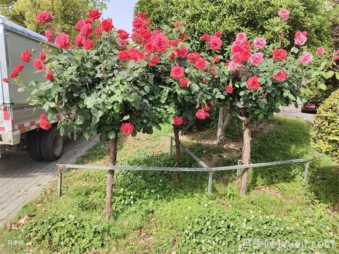 住宅物业园林绿化养护标准、规范、月历和管理细则(图2)