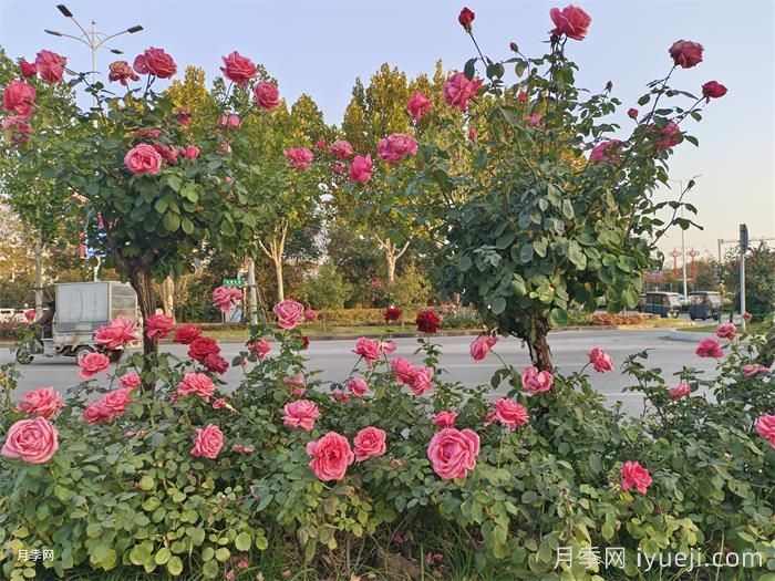 什么是城市道路渠化岛？渠化岛植物搭配有哪些？(图1)