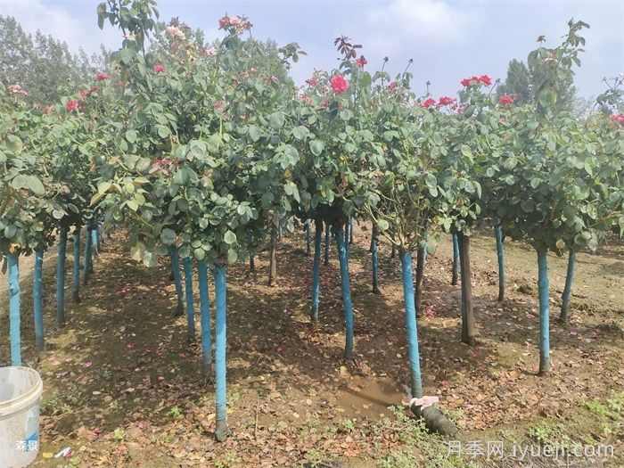 冬季行道树的修剪(图2)