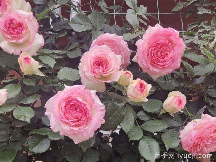 广西南宁地区常用园林绿化苗木(图1)