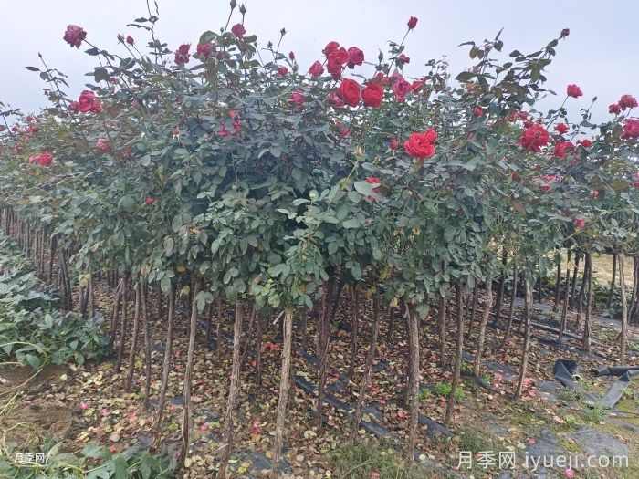 苗木受冻了，怎么办？(图1)