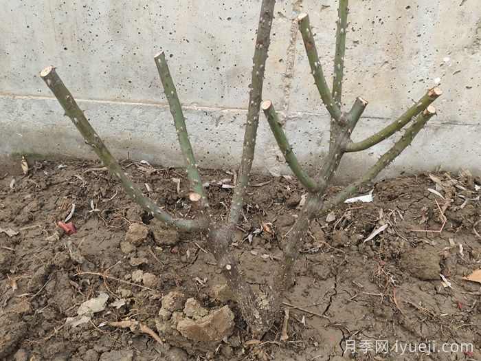 苗木植物冻害怎么防？(图2)