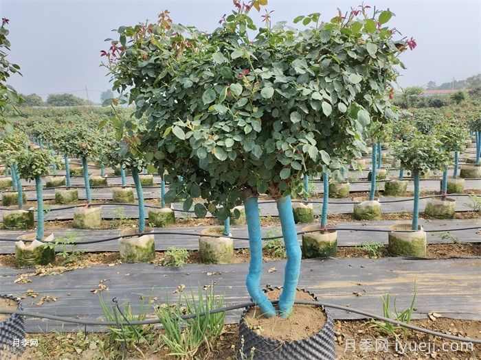 苗木的生苗、熟苗、山苗是什么意思？(图1)