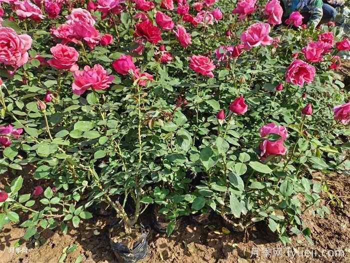 如何提高苗木移植成活率？(图1)