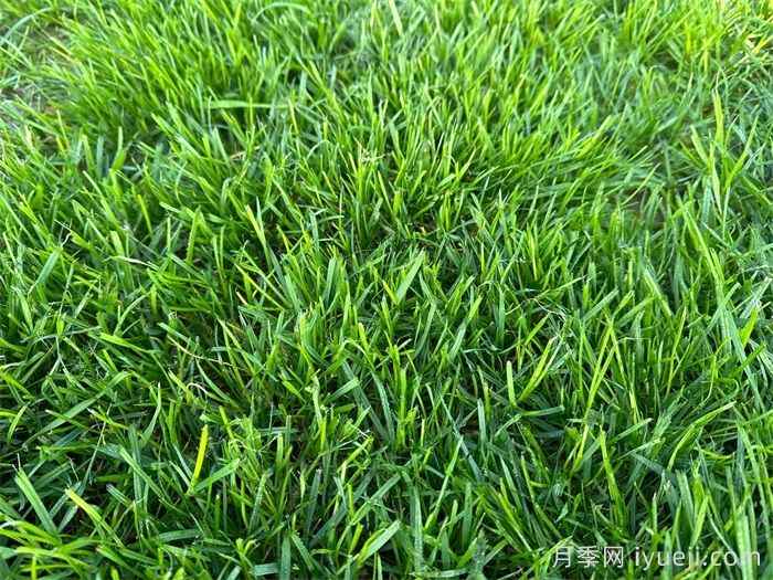 树下草坪的品种选择(图1)