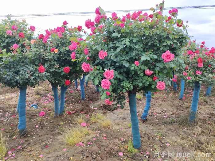 园林苗木专业术语汇总(图1)