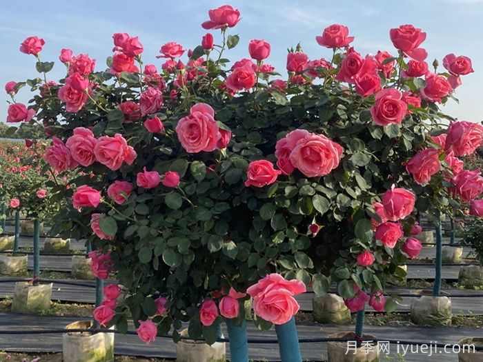 彩色树木哟哪些选择？(图1)