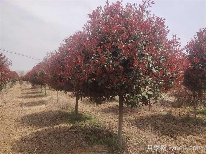 彩色树木哟哪些选择？(图2)