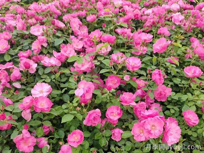 园林苗木专业术语汇总(图2)