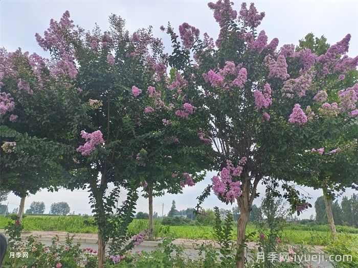 紫薇花的品种和绿化园林应用(图2)