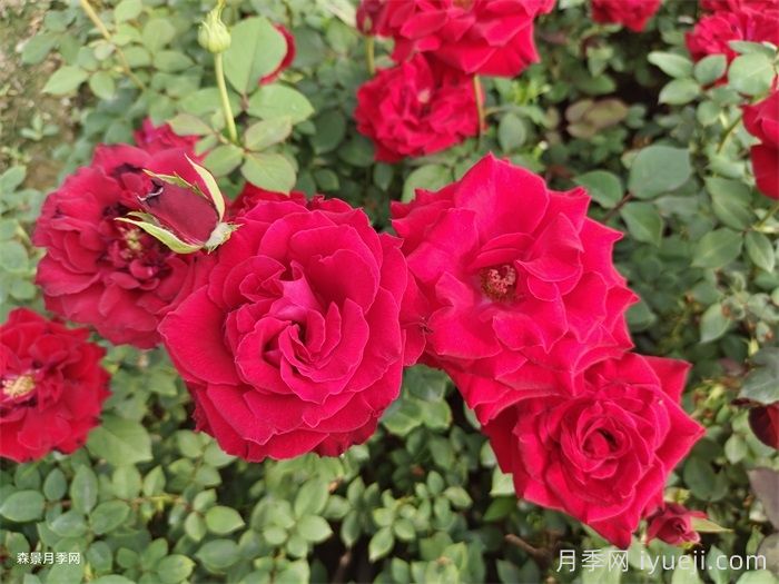 林木品种认定和审定的区别，怎么申请？(图1)