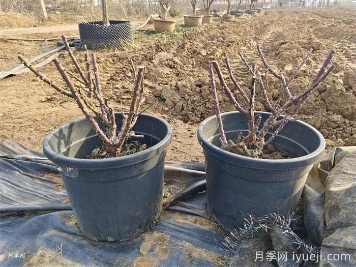 冬天花卉修剪的要点(图1)