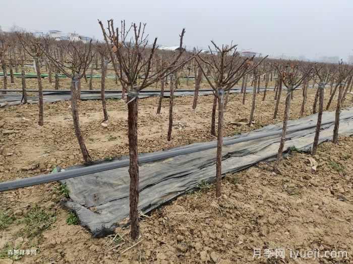 冬天花卉修剪的要点(图2)