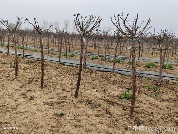 12月份园林养护管理的重点(图2)