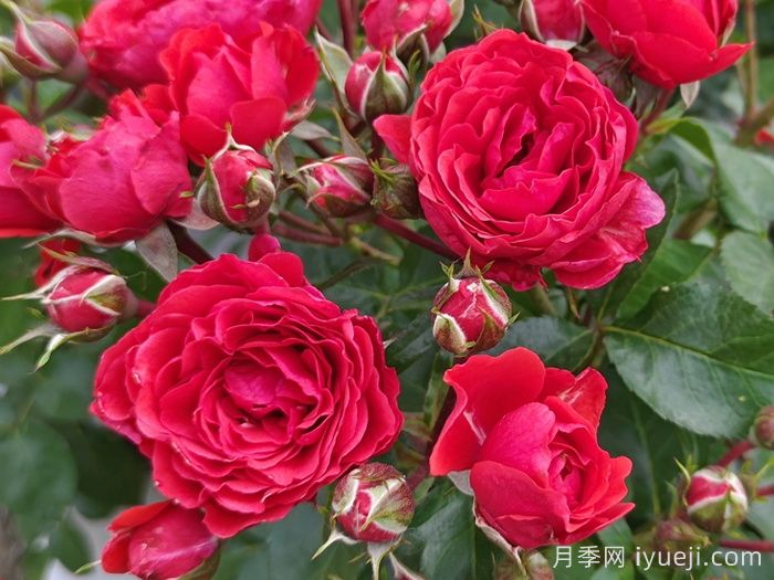 苗木选购必看,学会采购苗木(图1) 苗木选购必看,学会采购苗木(图1)