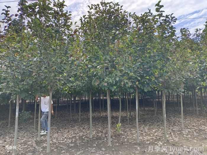 绿化苗木如何分级，什么样的乔木比较受工程欢迎？(图1)