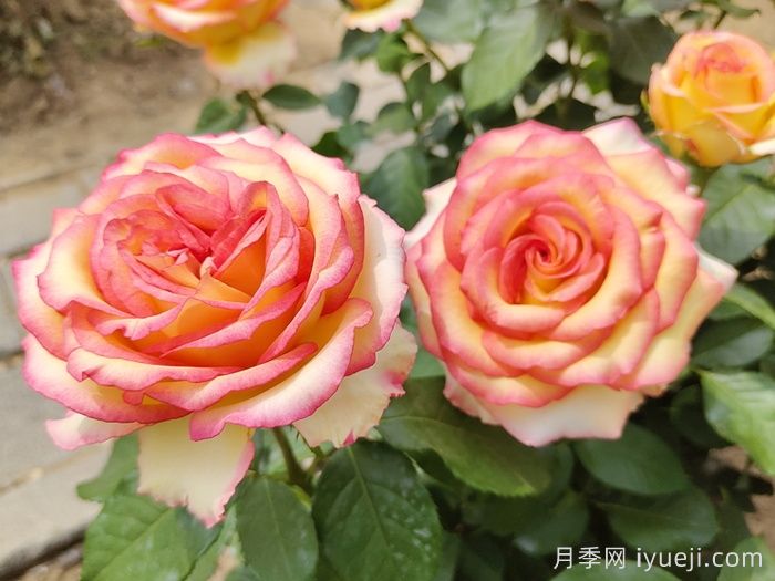 100种南方园林常用的乔灌地被(图1)