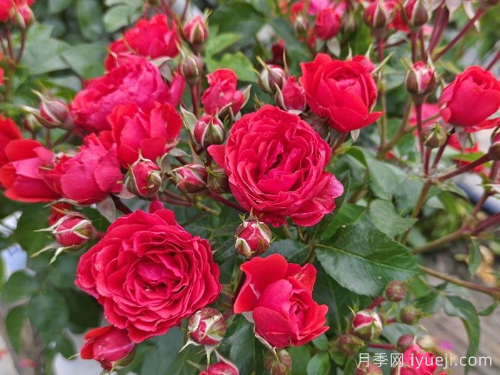 昆明宜良科技赋能花木产业焕发新生机(图1)