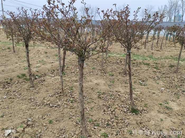 冬天绿化苗木养护措施(图2)