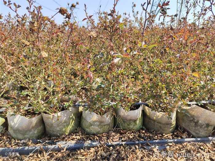 冬天绿化苗木养护措施(图3)