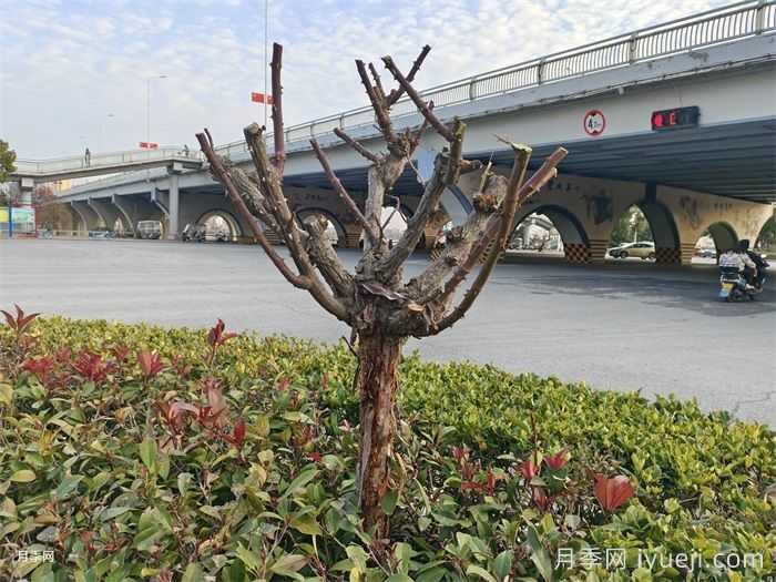 园林景观冬季清园要做什么？快来看看！(图2)