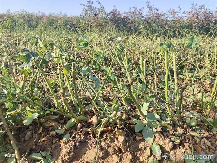 园林景观冬季清园要做什么？快来看看！(图3)